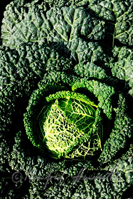 detail of cabbage in the fields