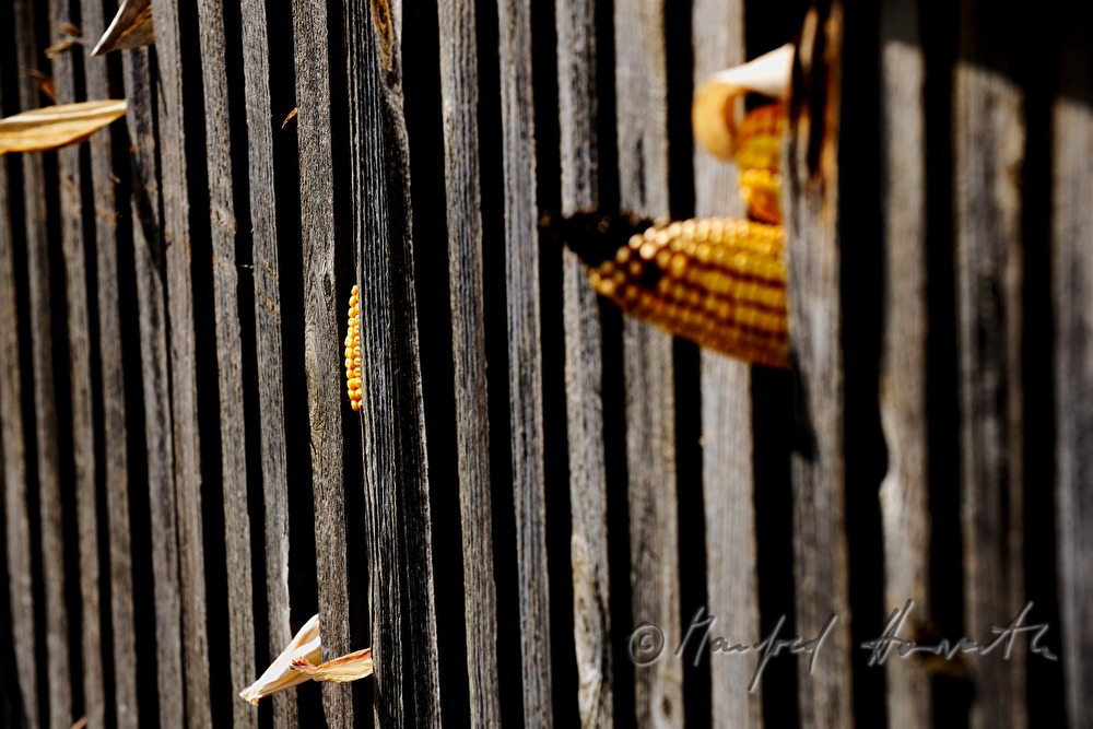 corn in a drying kiln (Tschardake)