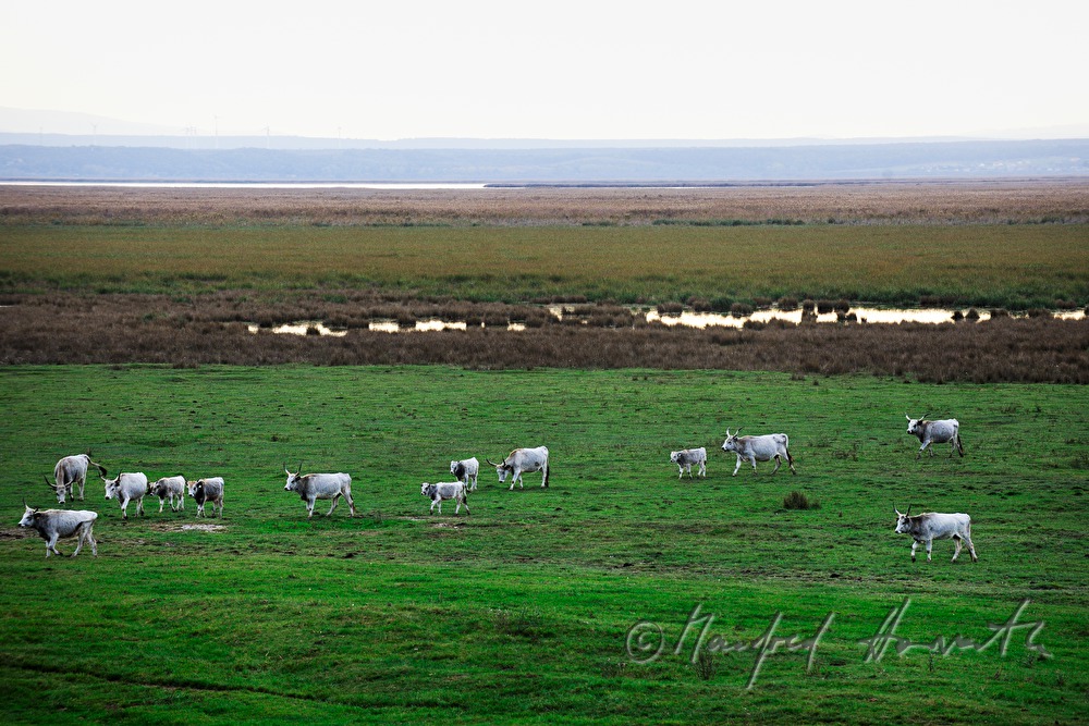 Hungarian Grey Cattle on the meadow in the plains