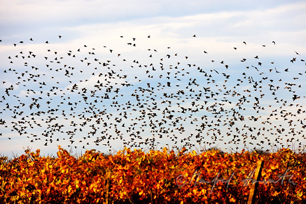 a flight of starlings over a wineyard