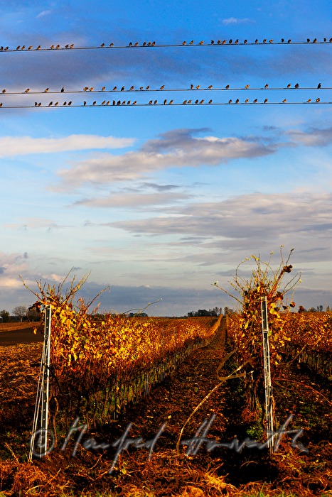 starlings sitting on a power pole