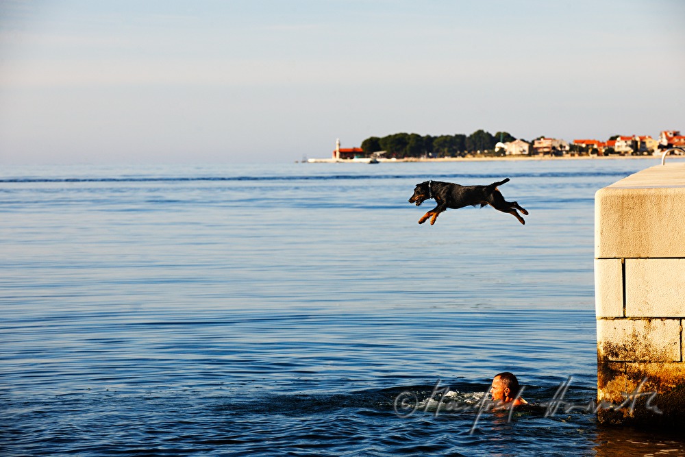 swimmer and dog at the harbour