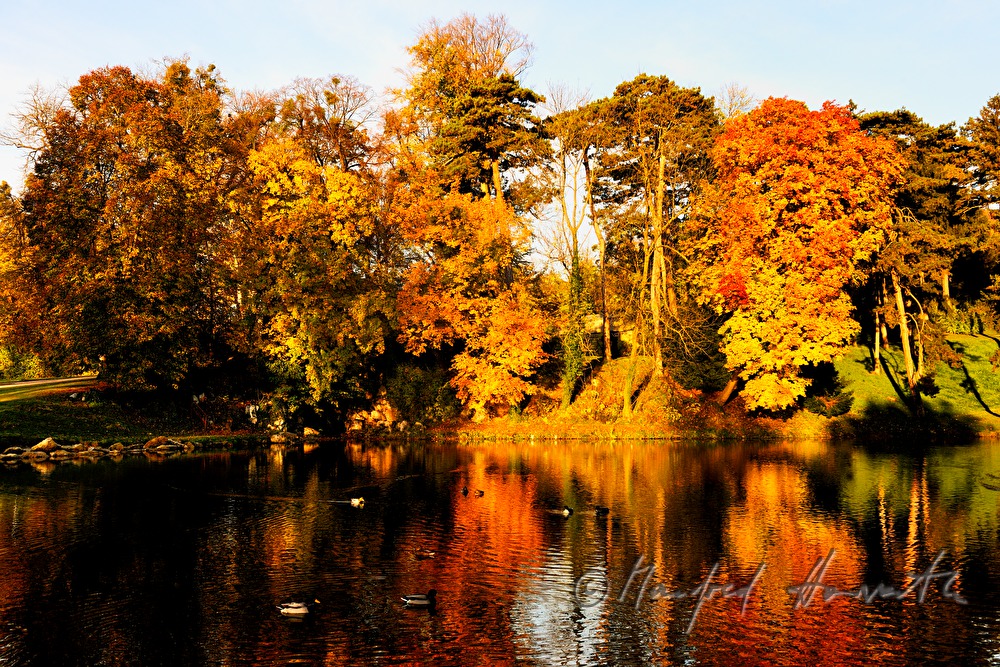 the pond 
