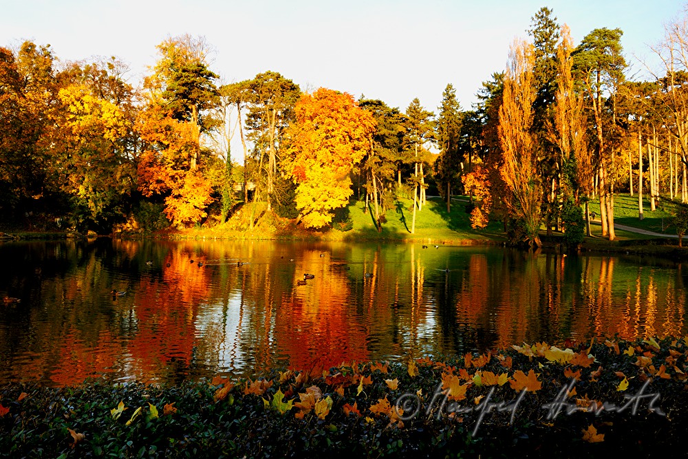 the pond 