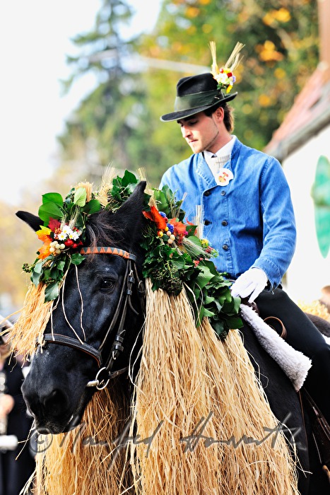 horseman at the harvest festival 