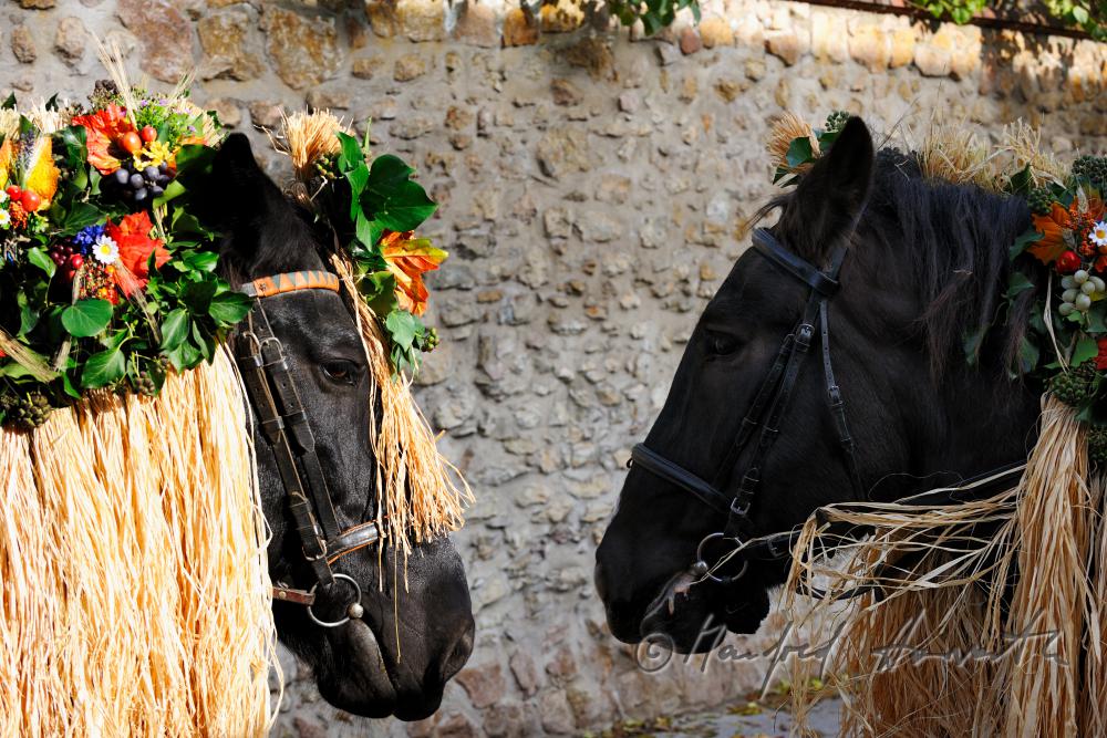 adorned horses at the harvest festival 