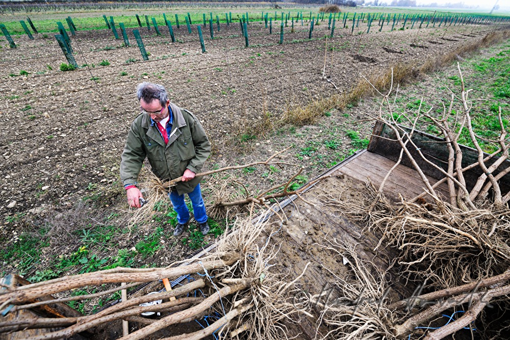farmer planting elder in the orchard