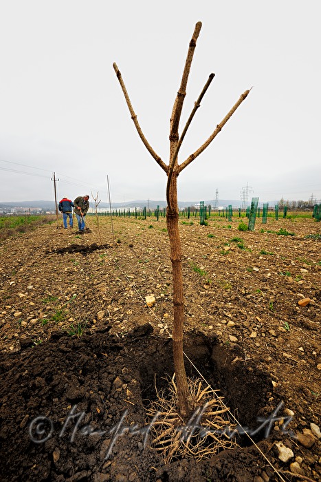farmer planting elder in the orchard