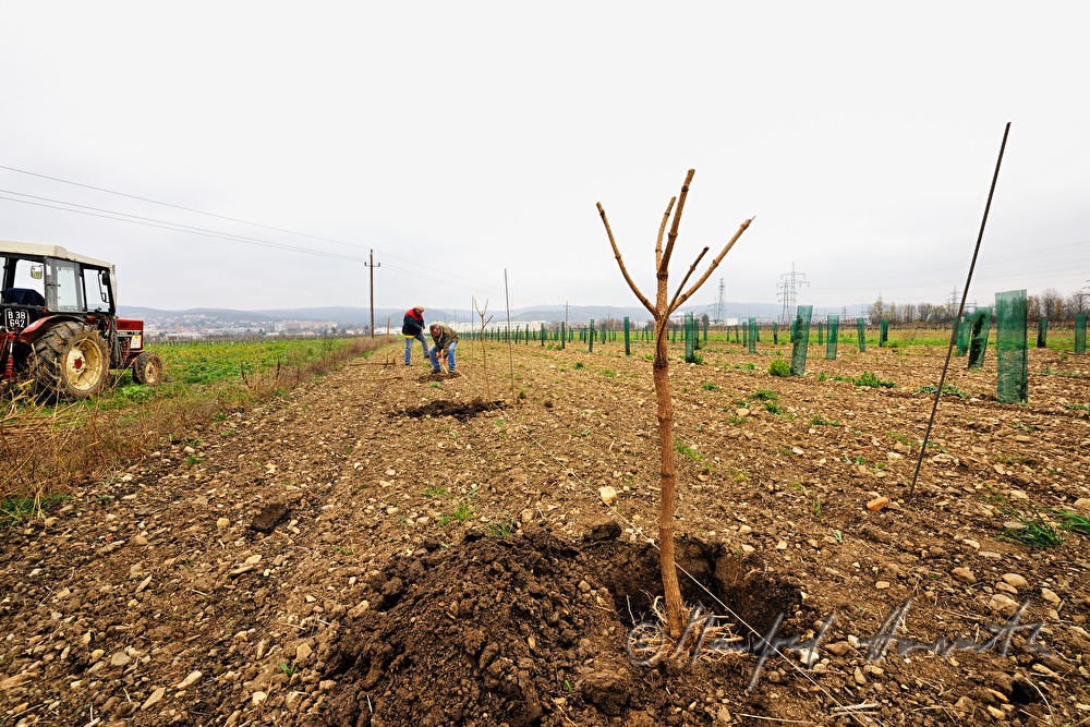 farmer planting elder in the orchard