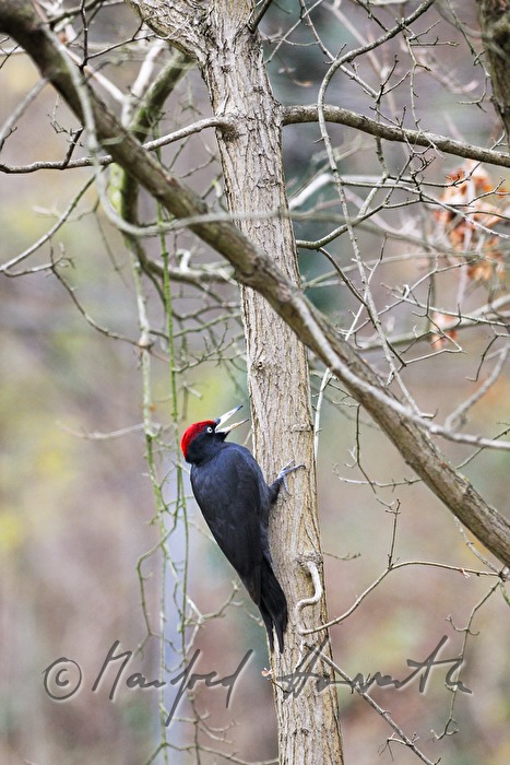 black woodpecker on a pine tree
