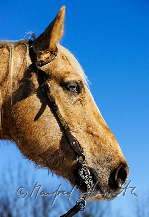 American Quarter Horse with western bridle