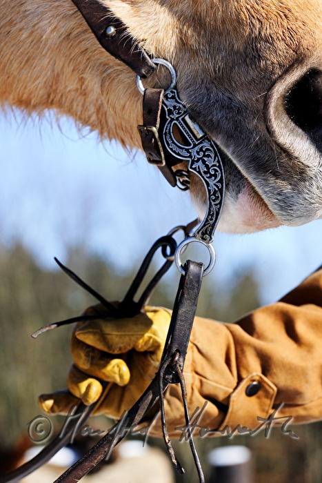 American Quarter Horse with western bridle