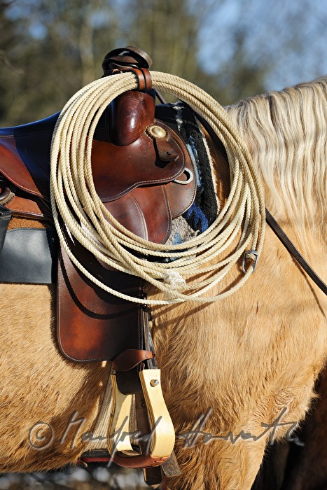 American Quarter Horse with western bridle