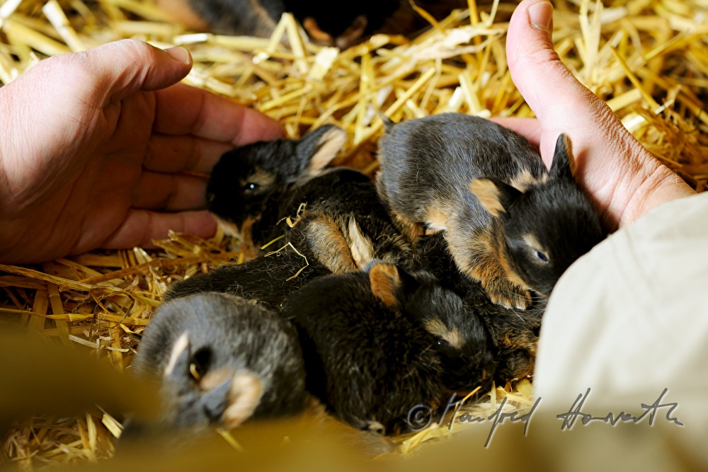 young rabbit in the barn