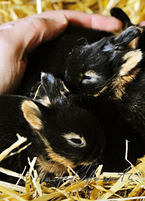 young rabbit in the barn