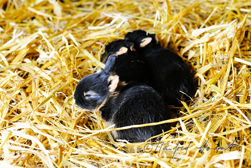 young rabbit in the barn