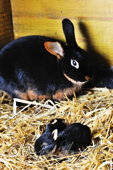 young rabbit in the barn