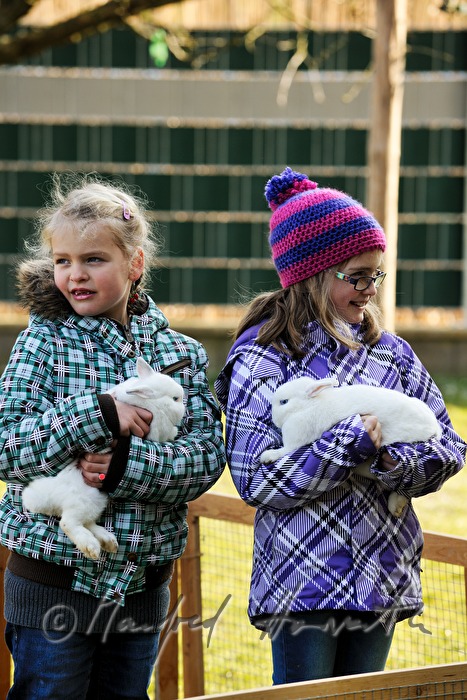 albino rabbits with girls in the garden