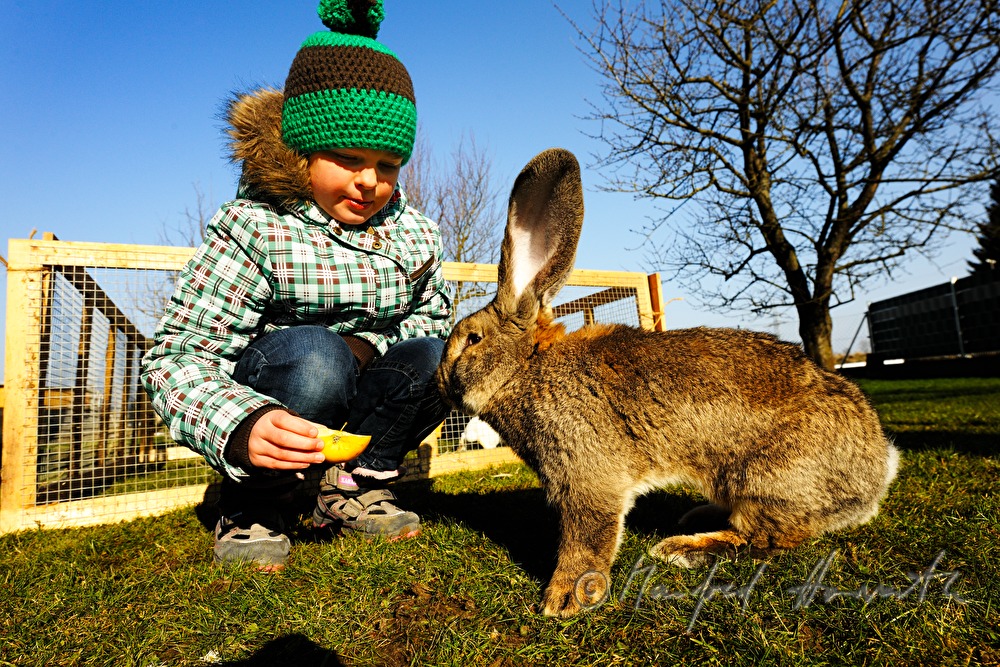 giant rabbit in the garden with a girl near the bawn