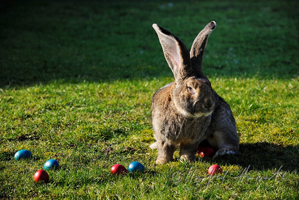 Flemish Giant rabbit in the garden of the rabbit breeder