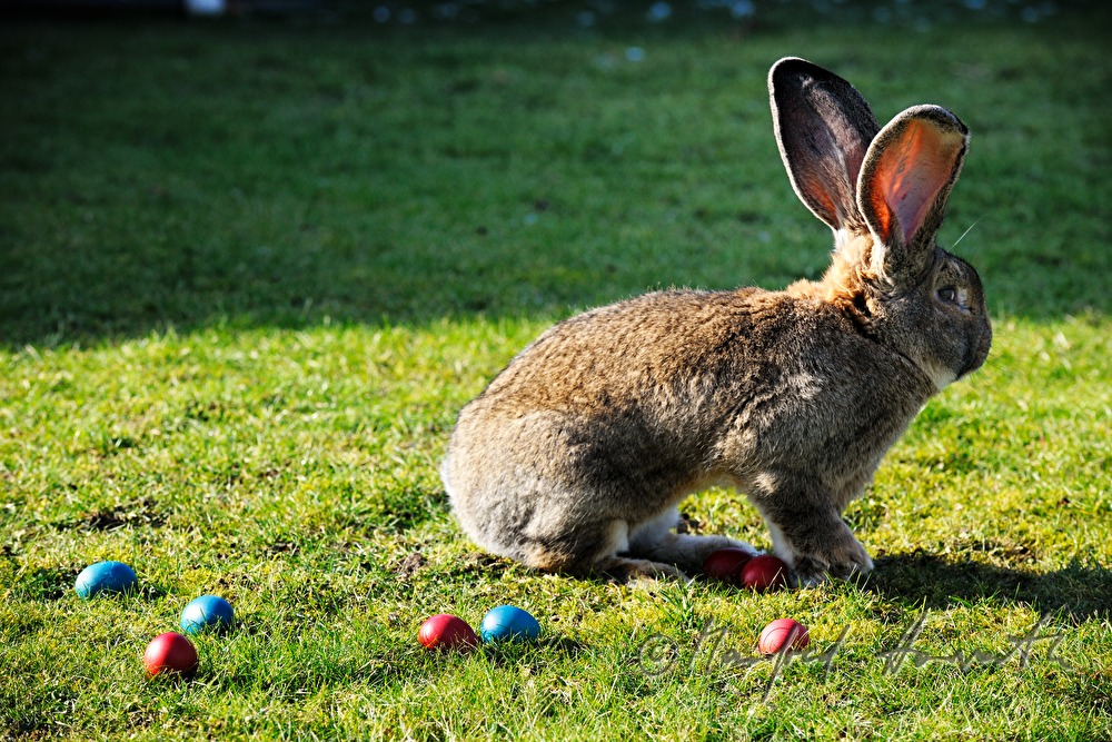 Flemish Giant rabbit in the garden of the rabbit breeder