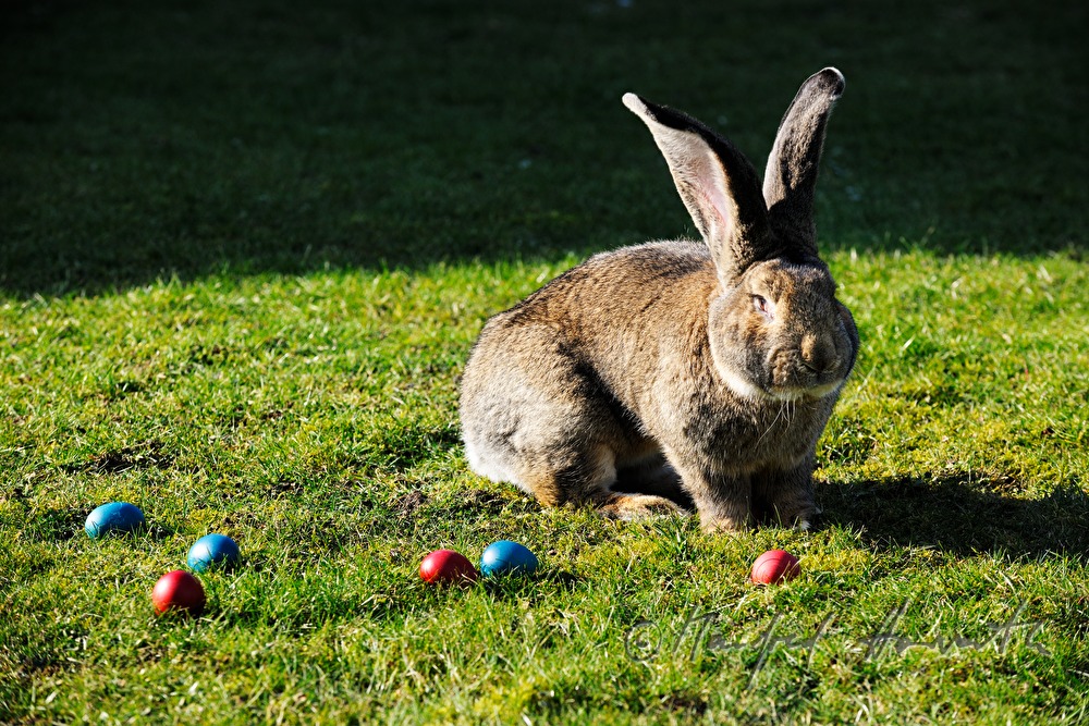 Flemish Giant rabbit in the garden of the rabbit breeder
