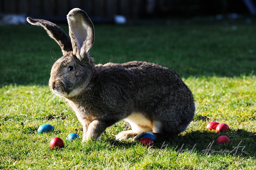 Flemish Giant rabbit in the garden of the rabbit breeder