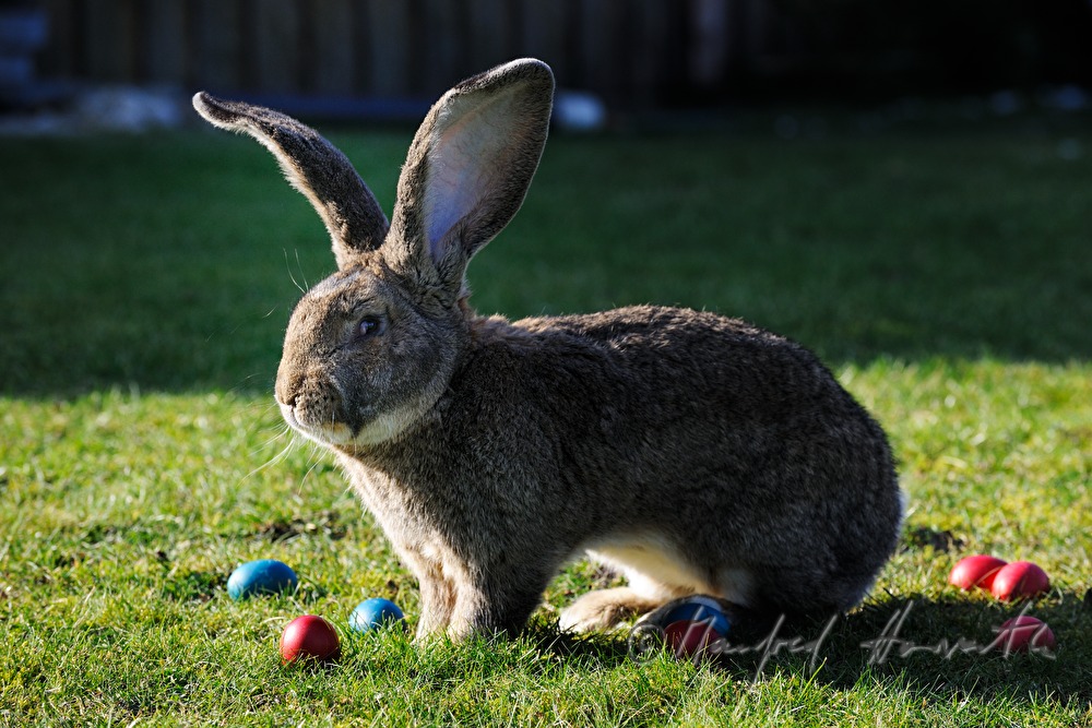 Flemish Giant rabbit in the garden of the rabbit breeder