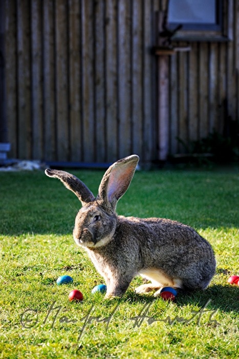 Flemish Giant rabbit in the garden of the rabbit breeder