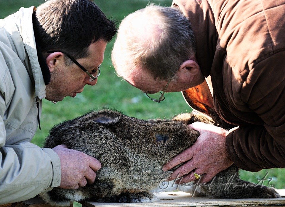 two judges checking a giant rabbit