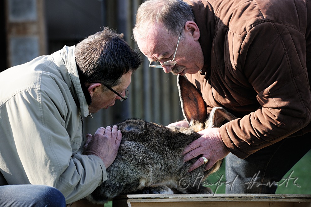 two judges checking a giant rabbit