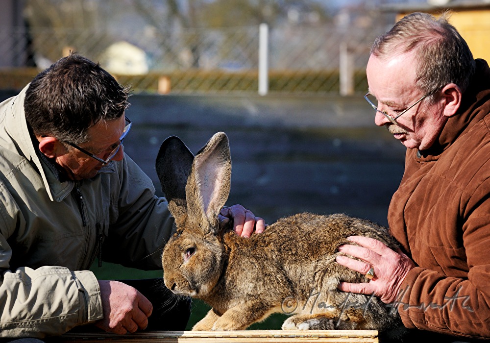 two judges checking a giant rabbit