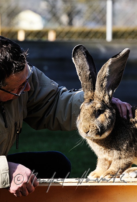 a judge checks a giant rabbit