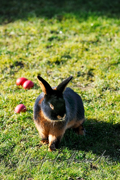 dark bunnies in the garden of the rabbit breeder
