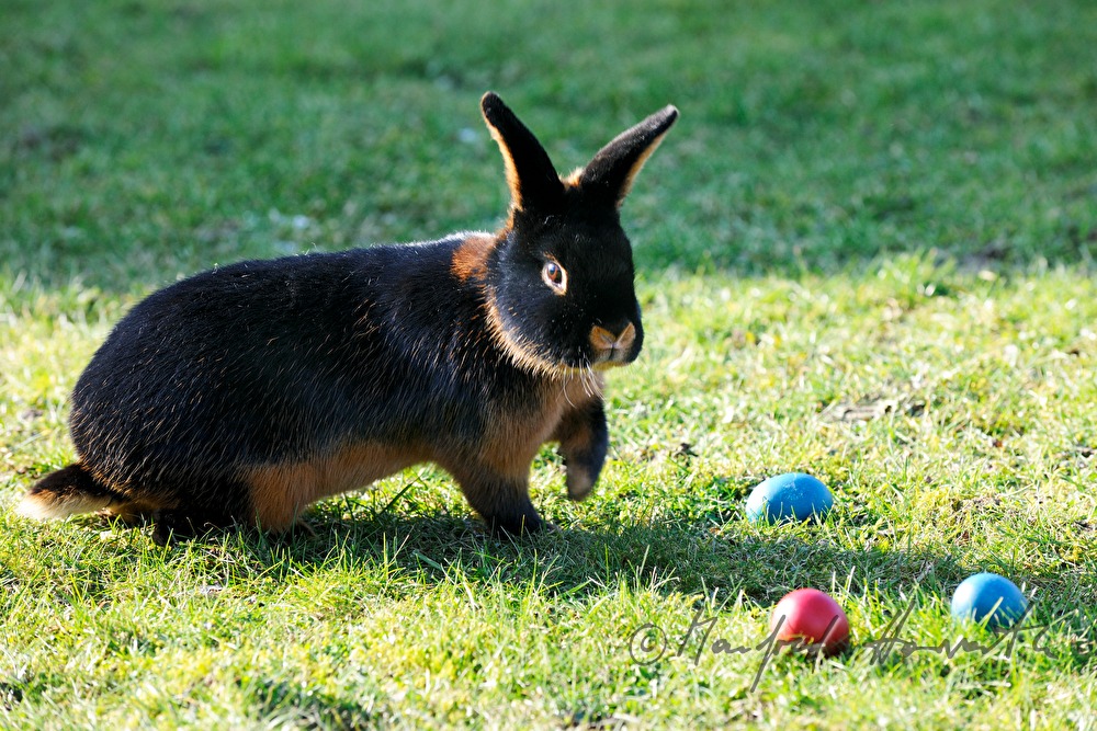 dark bunnies in the garden of the rabbit breeder