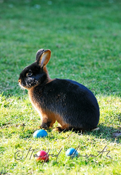 dark bunnies in the garden of the rabbit breeder