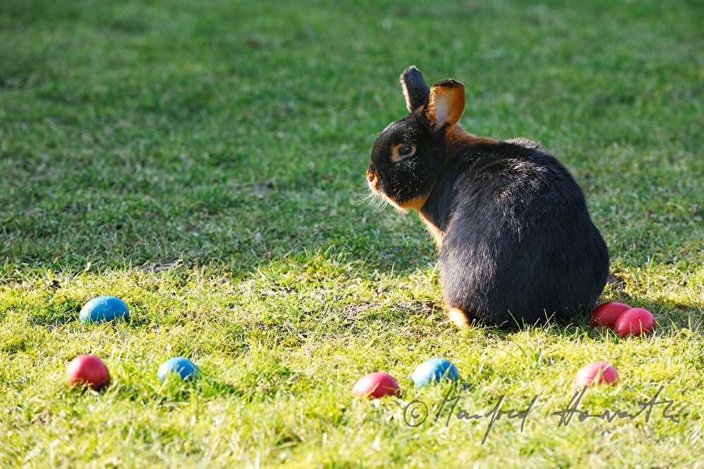 dark bunnies in the garden of the rabbit breeder