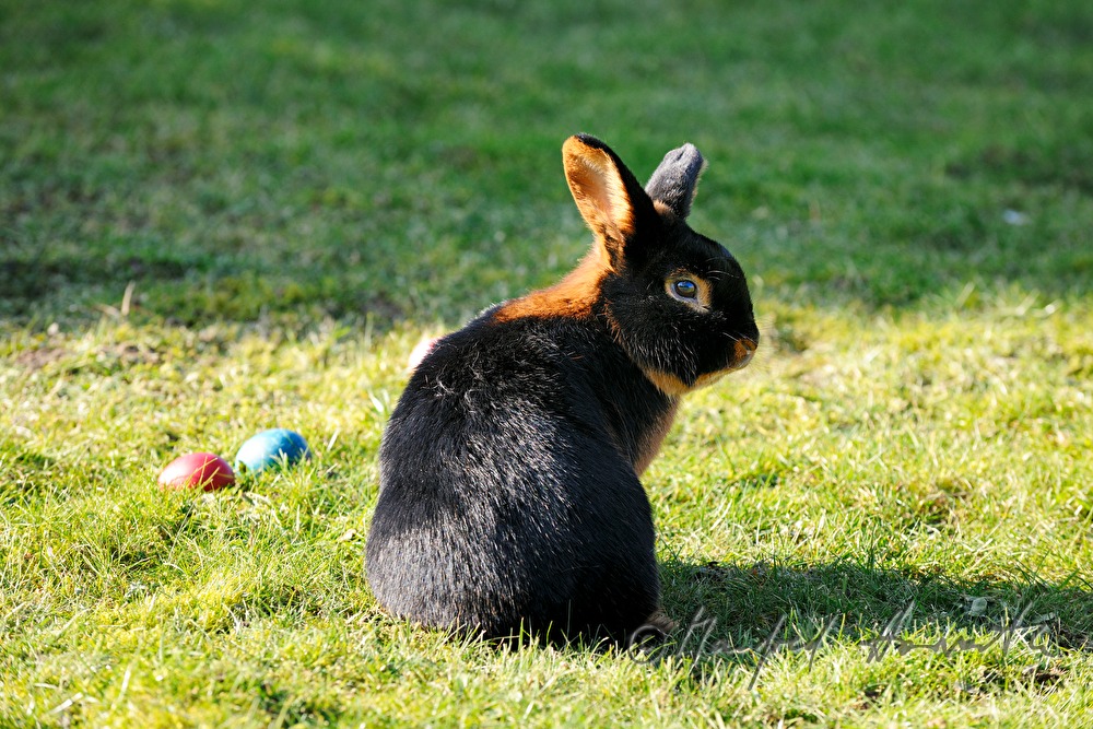 dark bunnies in the garden of the rabbit breeder