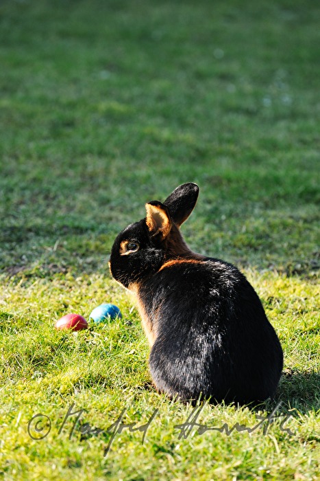 dark bunnies in the garden of the rabbit breeder