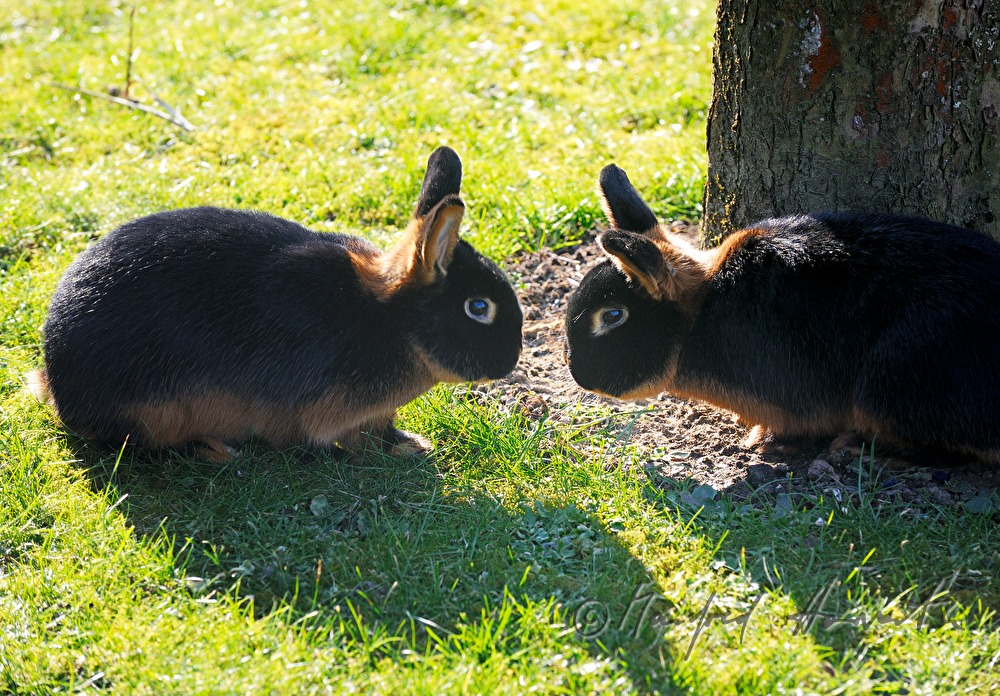 dark bunnies in the garden of the rabbit breeder