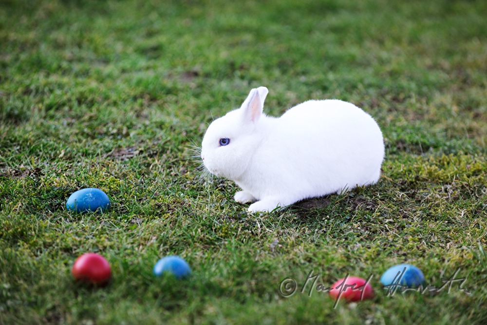 white albino rabbit with blue eyes