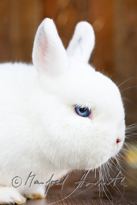 white albino rabbit with blue eyes