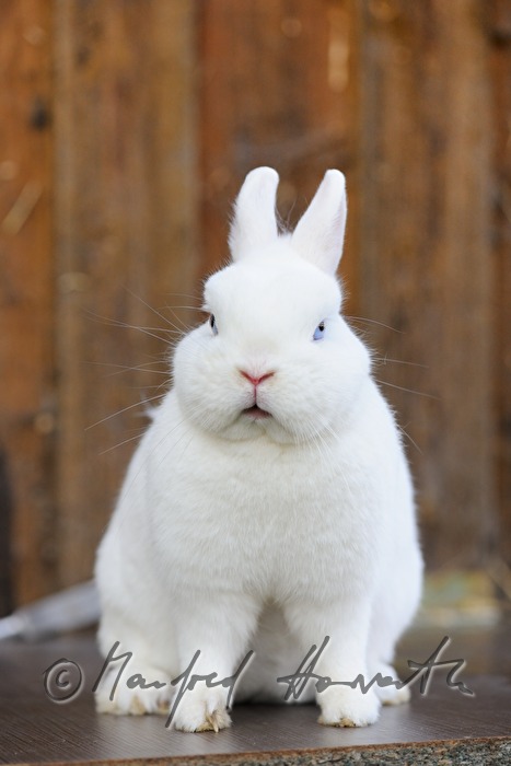 white albino rabbit with blue eyes