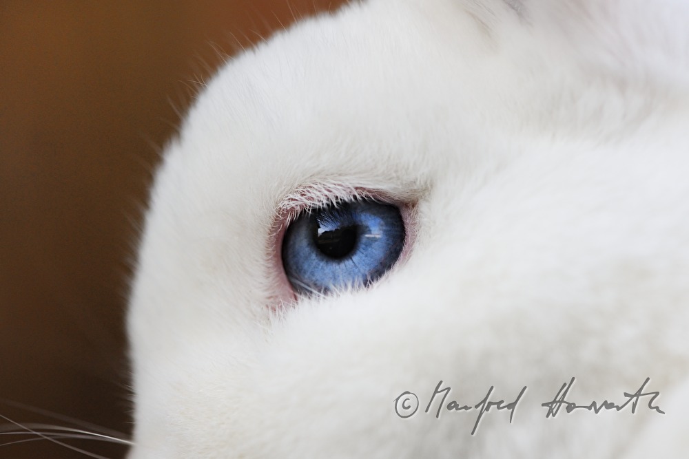 white albino rabbit with blue eyes