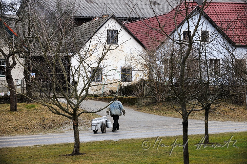 farmer with milk cans on the way to his farm