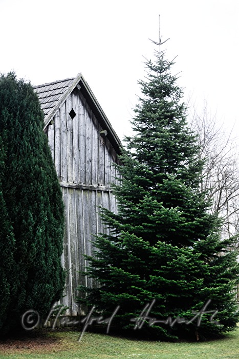barn and fir of a farm house in the village