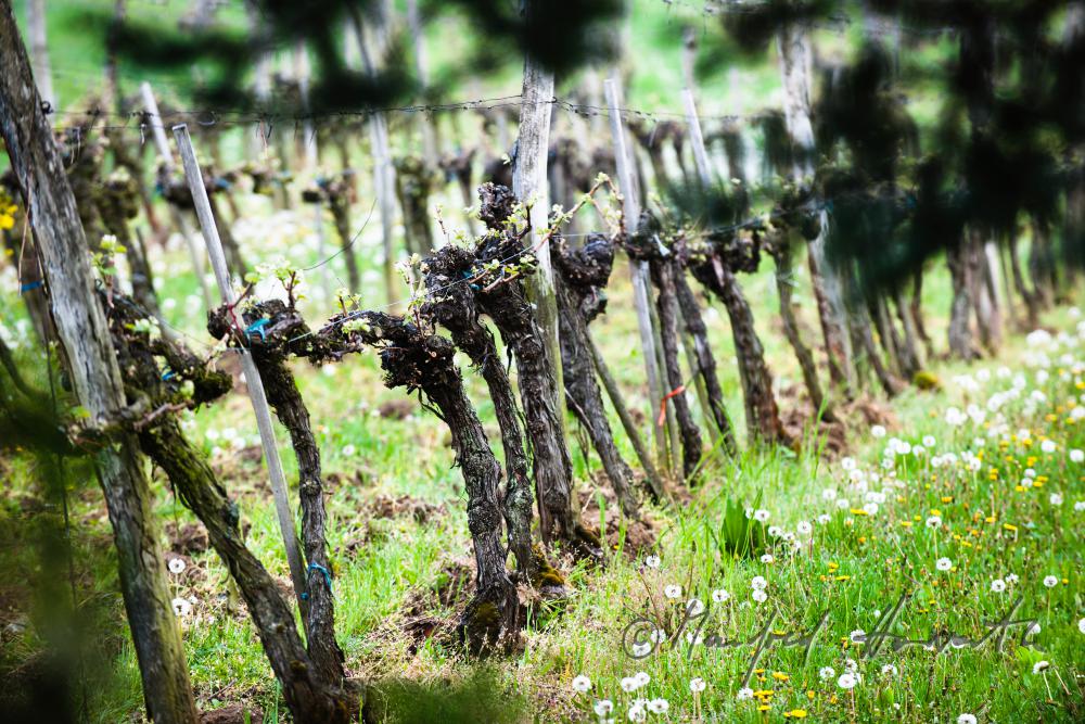 veneral vineyard with young shoots