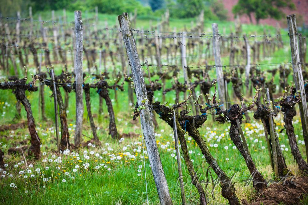 veneral vineyard with young shoots