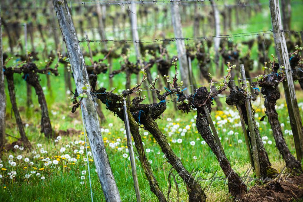 veneral vineyard with young shoots