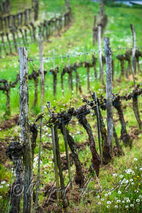 veneral vineyard with young shoots